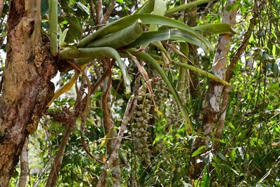 Billbergia pallidiflora, photographed by Neptalí Ramírez Marcial
