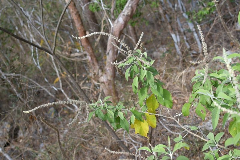 Buddleja americana, photographed by Neptalí Ramírez Marcial