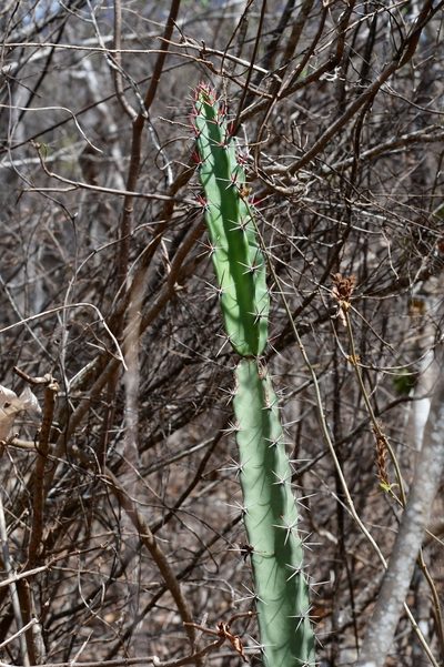 Acanthocereus chiapensis, photographed by Neptalí Ramírez Marcial
