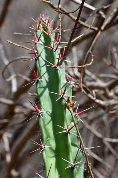 Acanthocereus chiapensis, photographed by Neptalí Ramírez Marcial