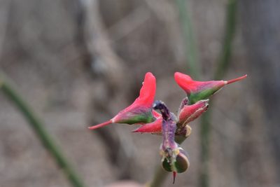 Euphorbia calcarata, photographed by Neptalí Ramírez Marcial