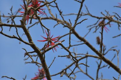 Erythrina goldmanii, photographed by Neptalí Ramírez Marcial