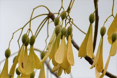 Gyrocarpus mocinoi, photographed by Neptalí Ramírez Marcial
