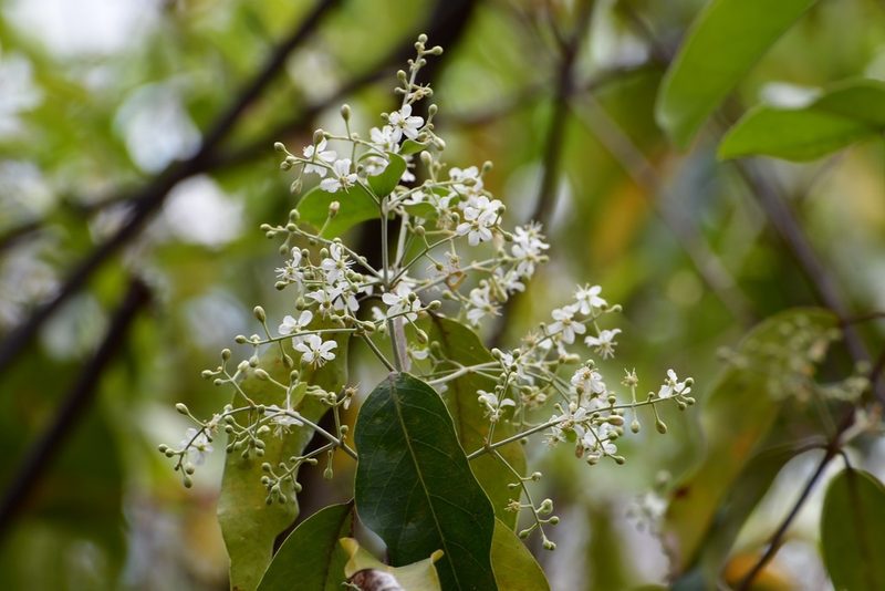Psychopterys multiflora, photographed by Neptalí Ramírez Marcial