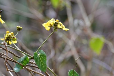 Stigmaphyllon dichotomum, photographed by Neptalí Ramírez Marcial