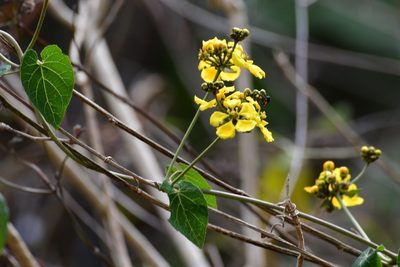 Stigmaphyllon dichotomum, photographed by Neptalí Ramírez Marcial