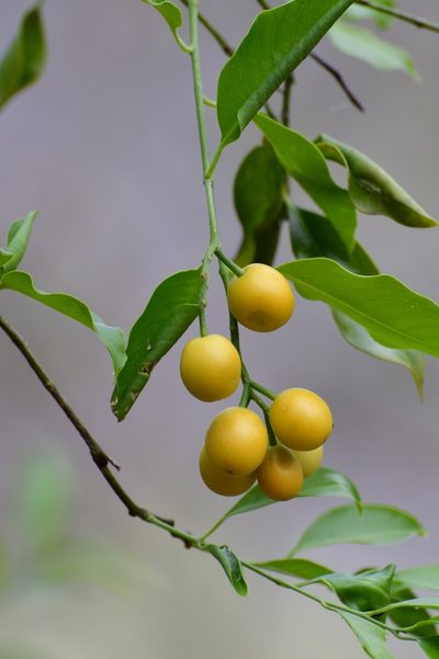 Agonandra racemosa, photographed by Neptalí Ramírez Marcial