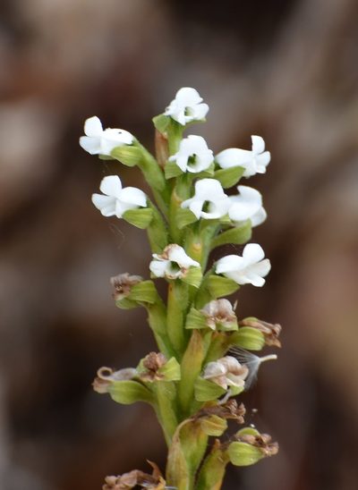 Aulosepalum hemichrea, photographed by Neptalí Ramírez Marcial