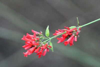 Russelia verticillata, photographed by Neptalí Ramírez Marcial
