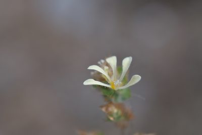 Loeselia ciliata, photographed by Neptalí Ramírez Marcial