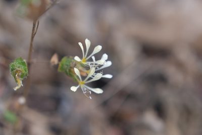 Loeselia ciliata, photographed by Neptalí Ramírez Marcial