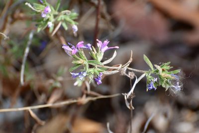 Loeselia glandulosa, photographed by Neptalí Ramírez Marcial