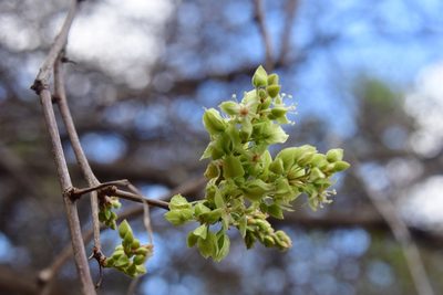 Gymnopodium floribundum, photographed by Neptalí Ramírez Marcial