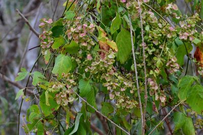 Serjania racemosa, photographed by Neptalí Ramírez Marcial