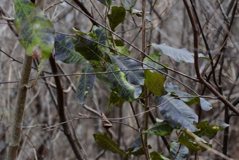 Petrea asperifolia, photographed by Neptalí Ramírez Marcial