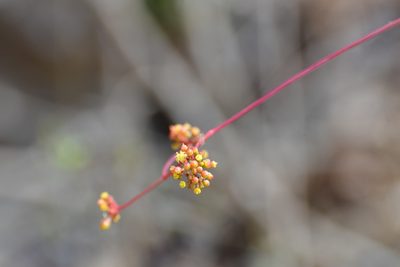 Ampelopsis denudata, photographed by Neptalí Ramírez Marcial
