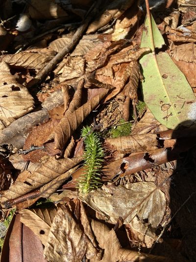 Huperzia porophila, photographed by Brandon Wheeler