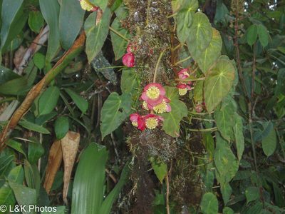 Begonia pululahuana, photographed by lallen