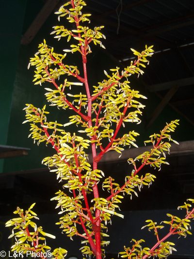 Guzmania diffusa, photographed by lallen
