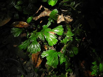 Selaginella intermedia, photographed by Subir B. Shakya