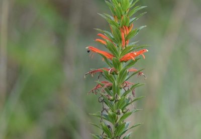Siphocampylus verticillatus, photographed by B. Phalan