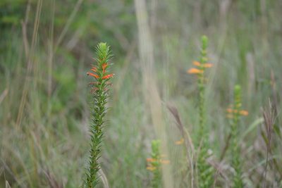 Siphocampylus verticillatus, photographed by B. Phalan