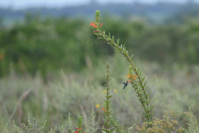 Siphocampylus verticillatus, photographed by B. Phalan
