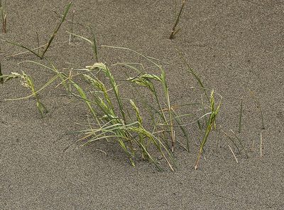 Poa macrantha, photographed by Steve Matson