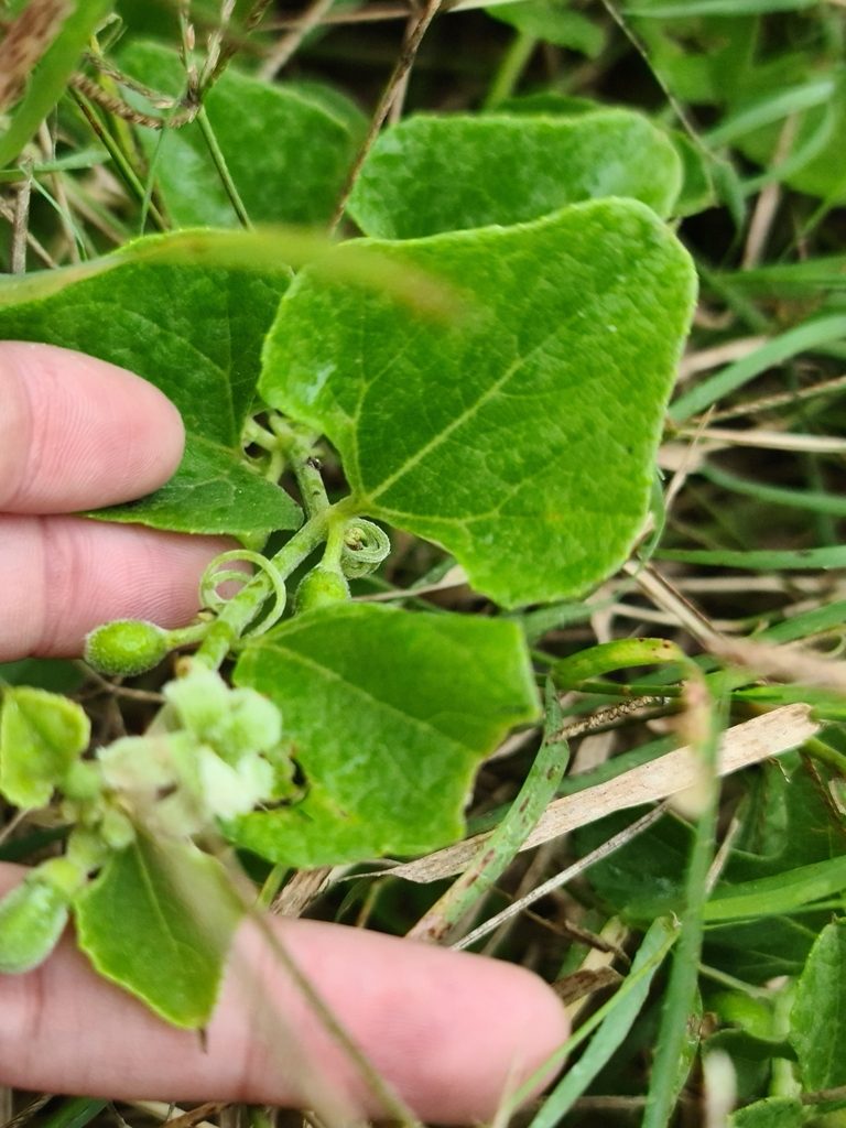 Cayaponia citrullifolia, photographed by Sol Quipildor