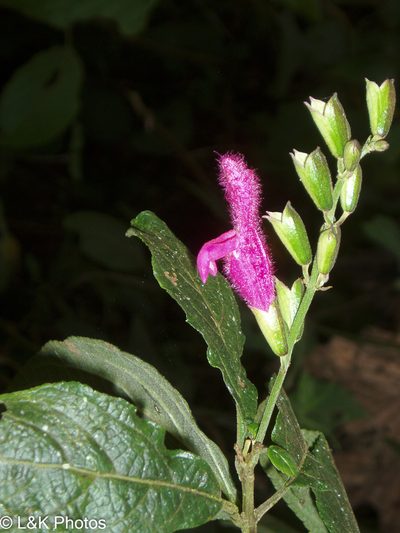 Salvia tortuosa, photographed by lallen