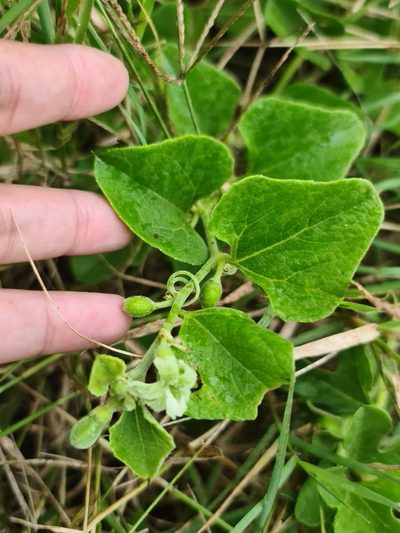Cayaponia citrullifolia, photographed by Sol Quipildor