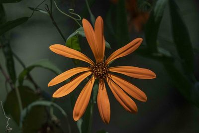 Mutisia decurrens, photographed by Luciano Massa