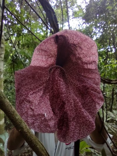 Aristolochia cordiflora, photographed by Angelica María Batista Morales