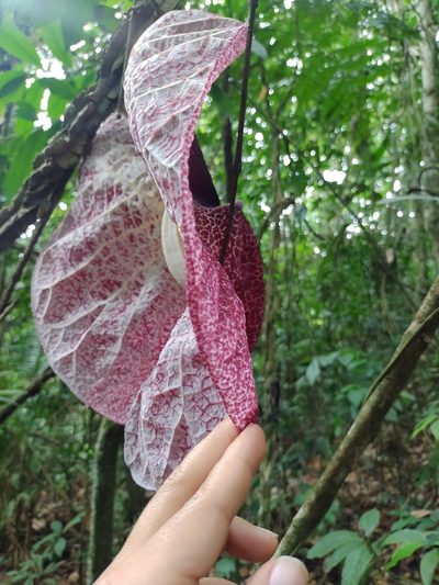 Aristolochia cordiflora, photographed by Angelica María Batista Morales