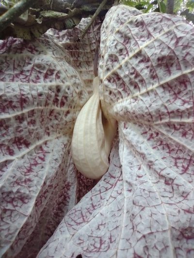 Aristolochia cordiflora, photographed by Angelica María Batista Morales