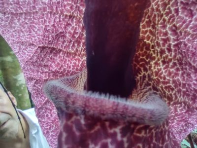 Aristolochia cordiflora, photographed by Angelica María Batista Morales