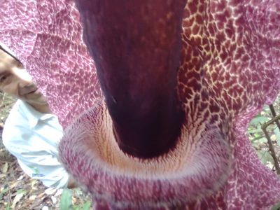 Aristolochia cordiflora, photographed by Angelica María Batista Morales
