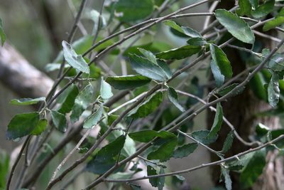 Bernardia myricifolia, photographed by Lauren McLaurin