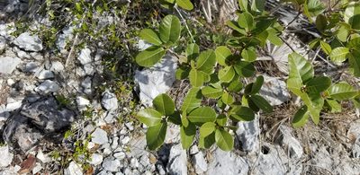 Pisonia rotundata, photographed by Michelle Sevcovas