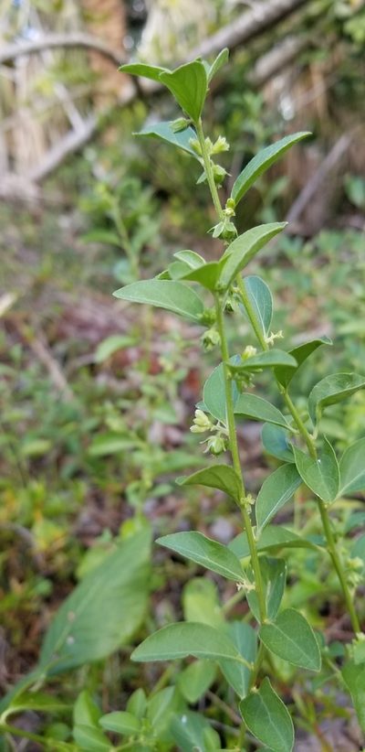 Ditaxis argothamnoides, photographed by Michelle Sevcovas