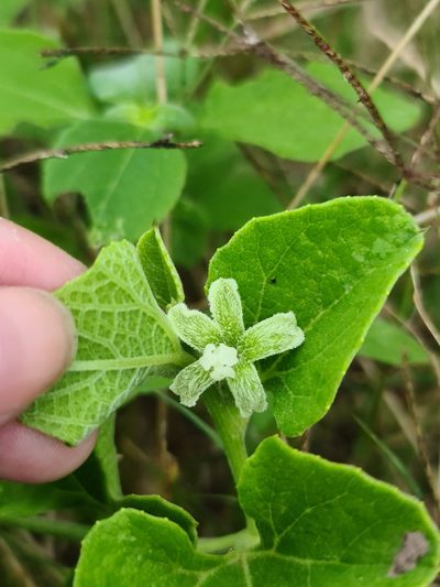 Cayaponia citrullifolia, photographed by Sol Quipildor