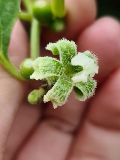 Cayaponia citrullifolia, photographed by Sol Quipildor