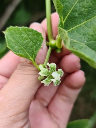 Cayaponia citrullifolia, photographed by Sol Quipildor