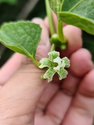 Cayaponia citrullifolia, photographed by Sol Quipildor