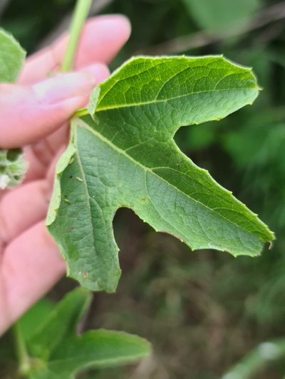 Cayaponia citrullifolia, photographed by Sol Quipildor