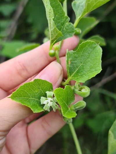 Cayaponia citrullifolia, photographed by Sol Quipildor
