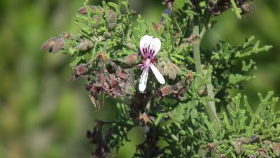 Pelargonium radens, photographed by Shaun Swanepoel