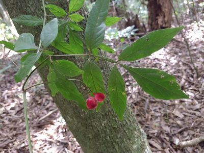 Paullinia meliifolia, photographed by William G. Borges
