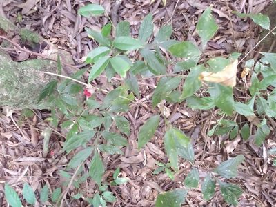 Paullinia meliifolia, photographed by William G. Borges