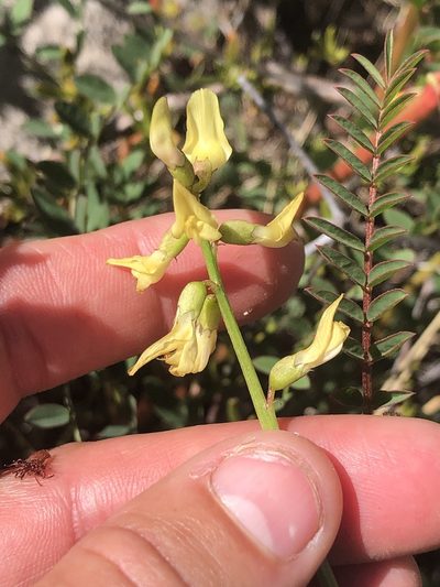 Astragalus deanei, photographed by Amy Huie